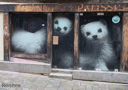 Cliquer pour agrandir l'image