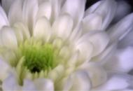 Cliquer pour agrandir l'image